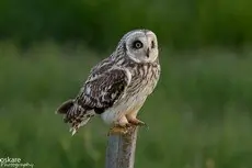 Short-eared owl