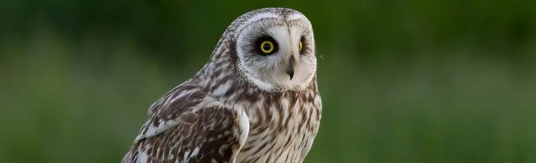 Short-eared owl