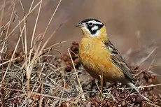 Smith's longspur