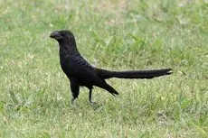 Smooth-billed ani