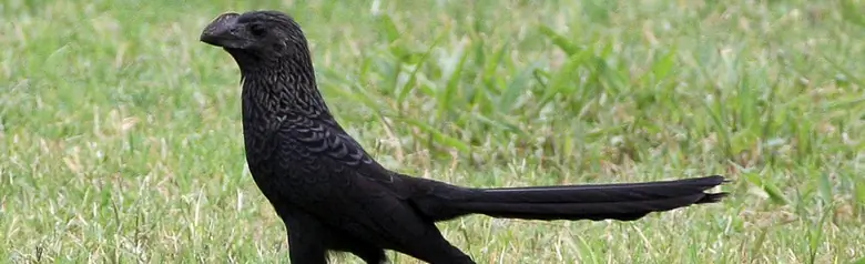 Smooth-billed ani