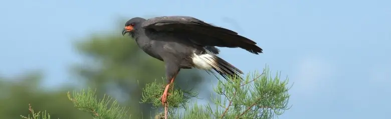 Snail kite