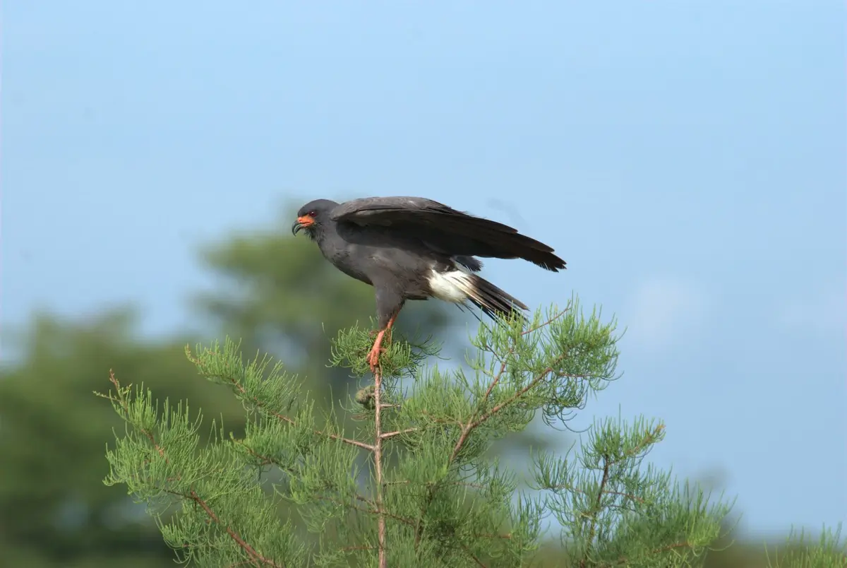 Snail kite