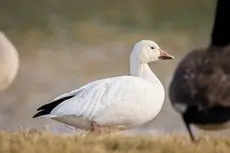 Snow goose