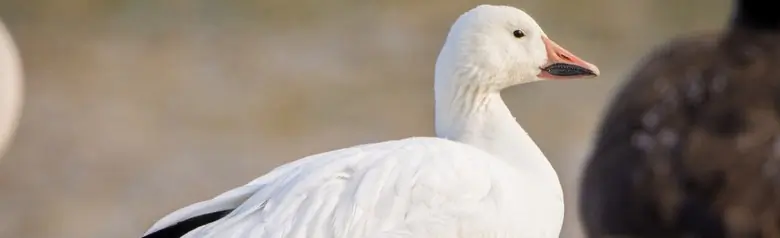 Snow goose