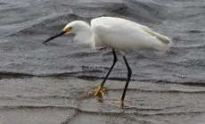 Snowy egret