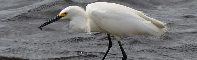 Snowy egret