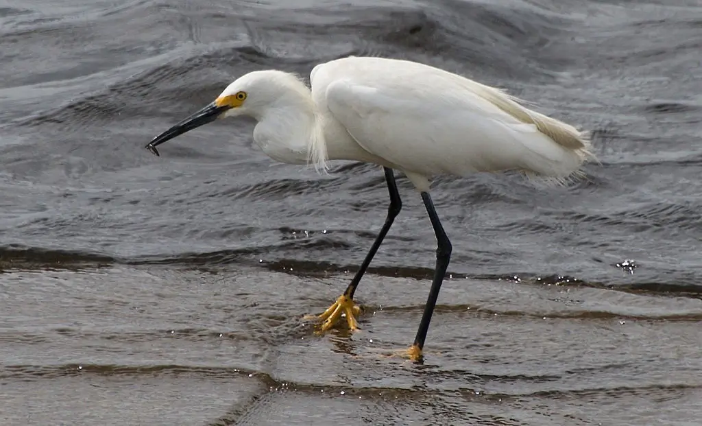 Snowy egret