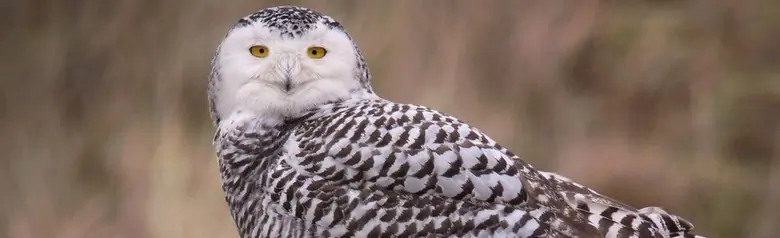 Snowy owl
