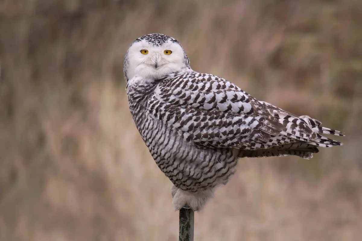 Snowy owl