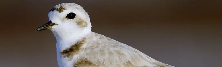 Snowy plover