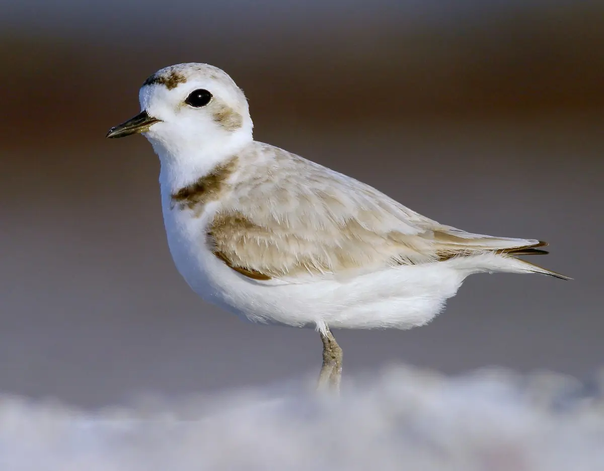 Snowy plover