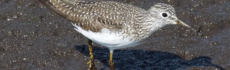 Solitary sandpiper