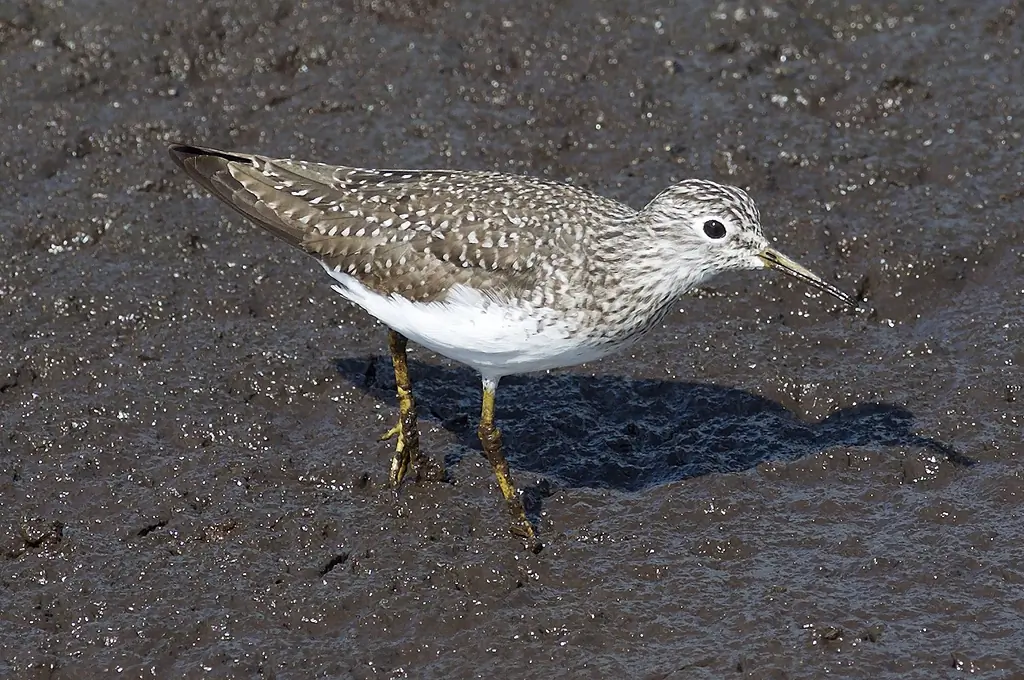 Solitary sandpiper