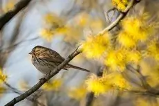 Song sparrow