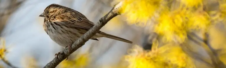 Song sparrow