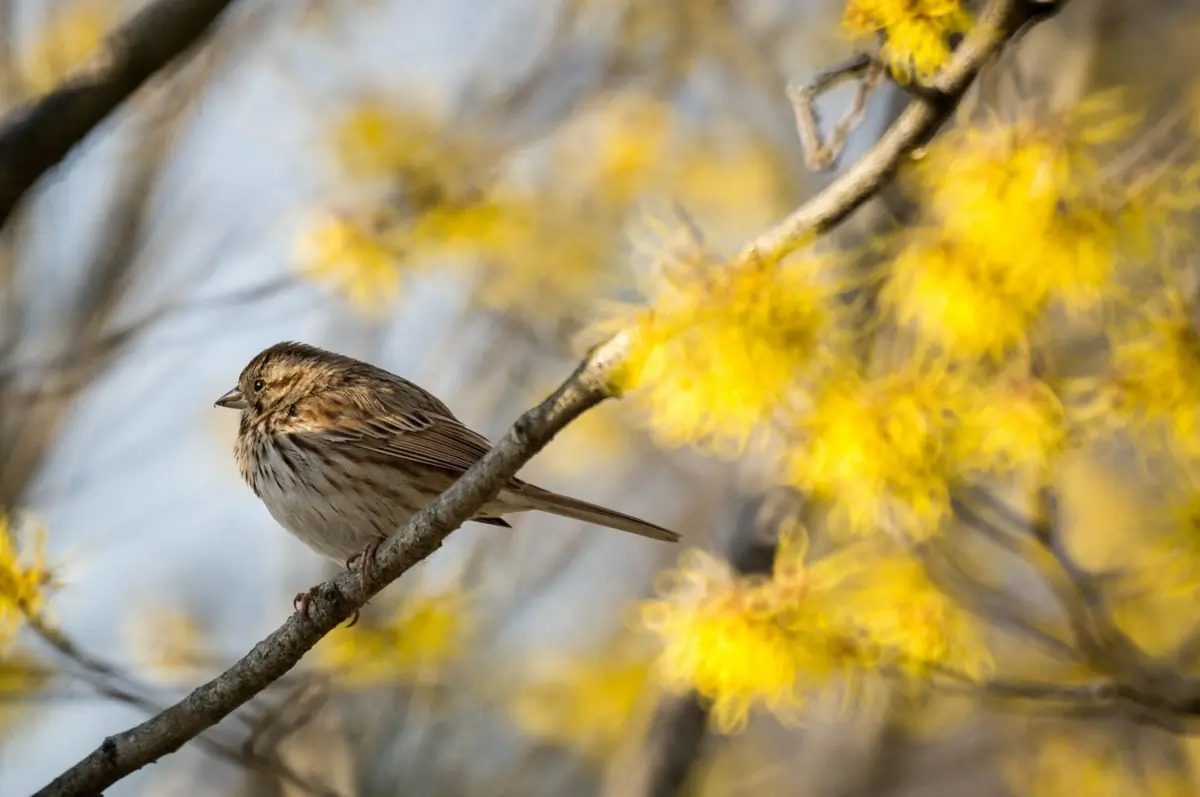 Song sparrow
