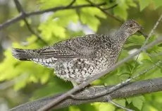 Sooty grouse
