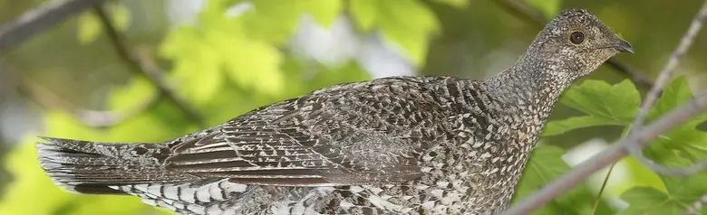 Sooty grouse