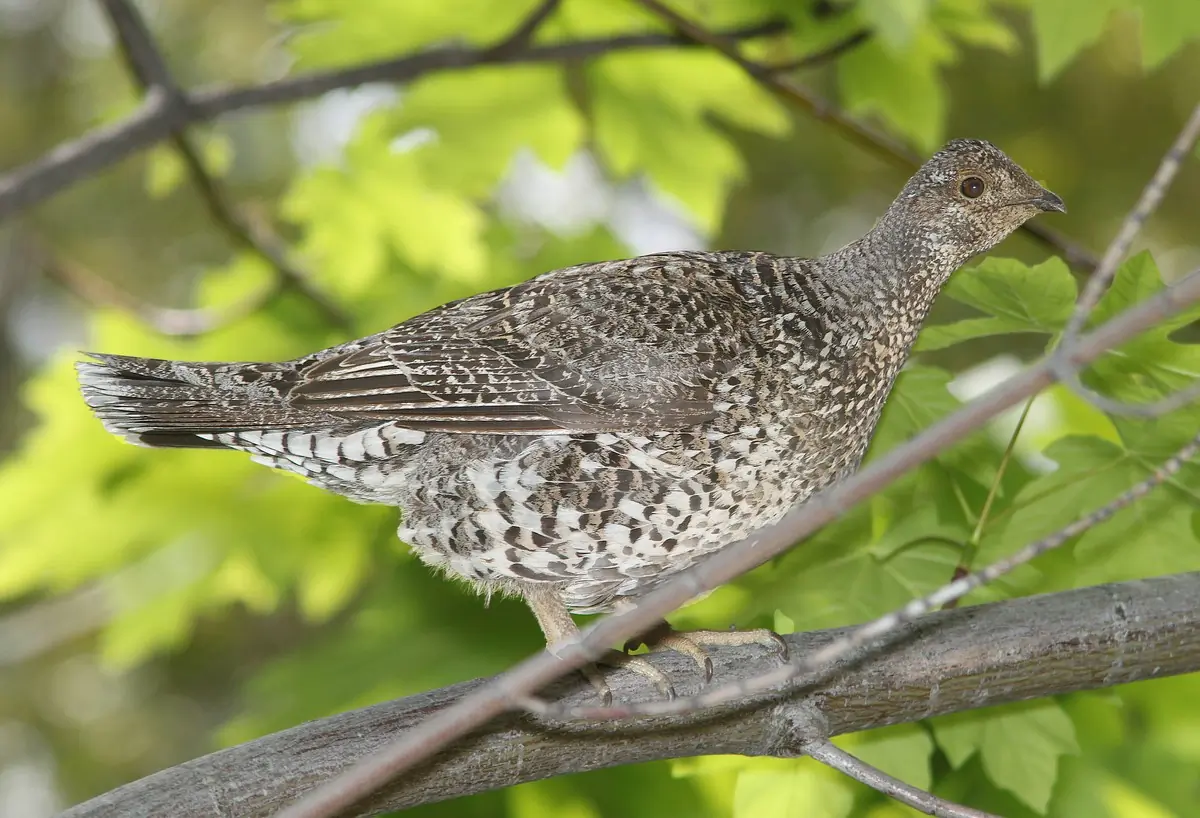 Sooty grouse