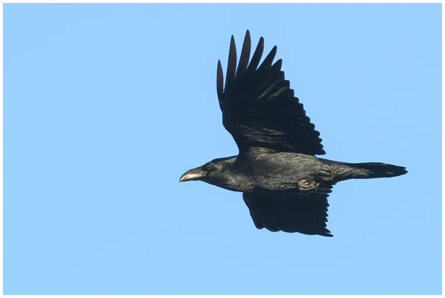 Common raven