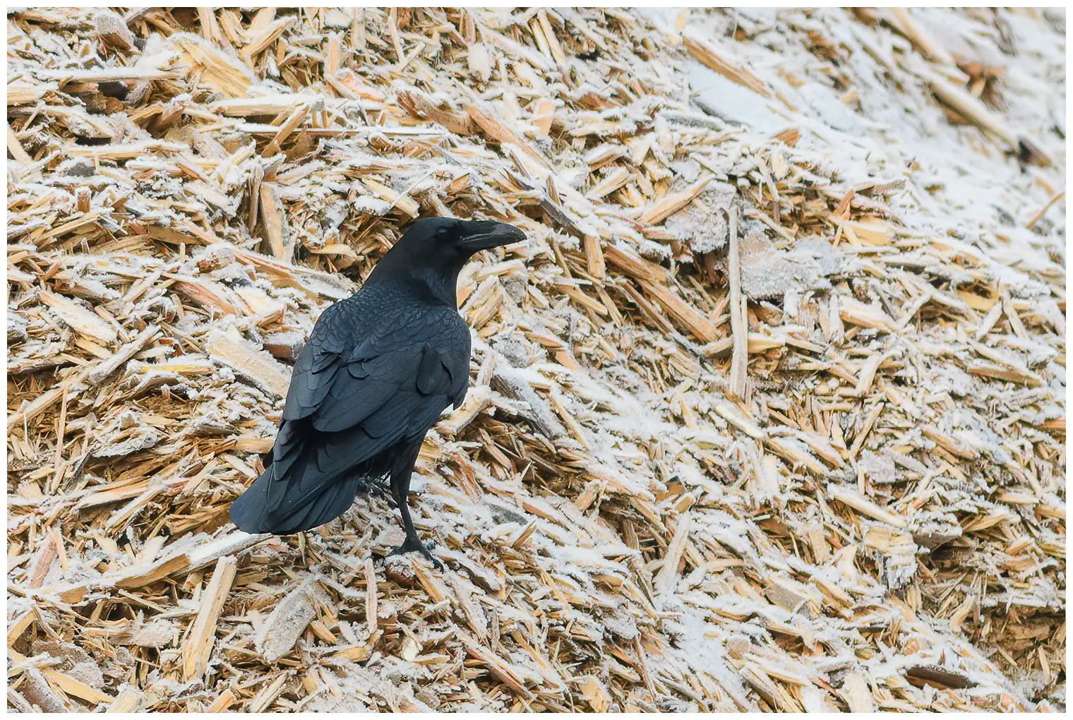 Common raven