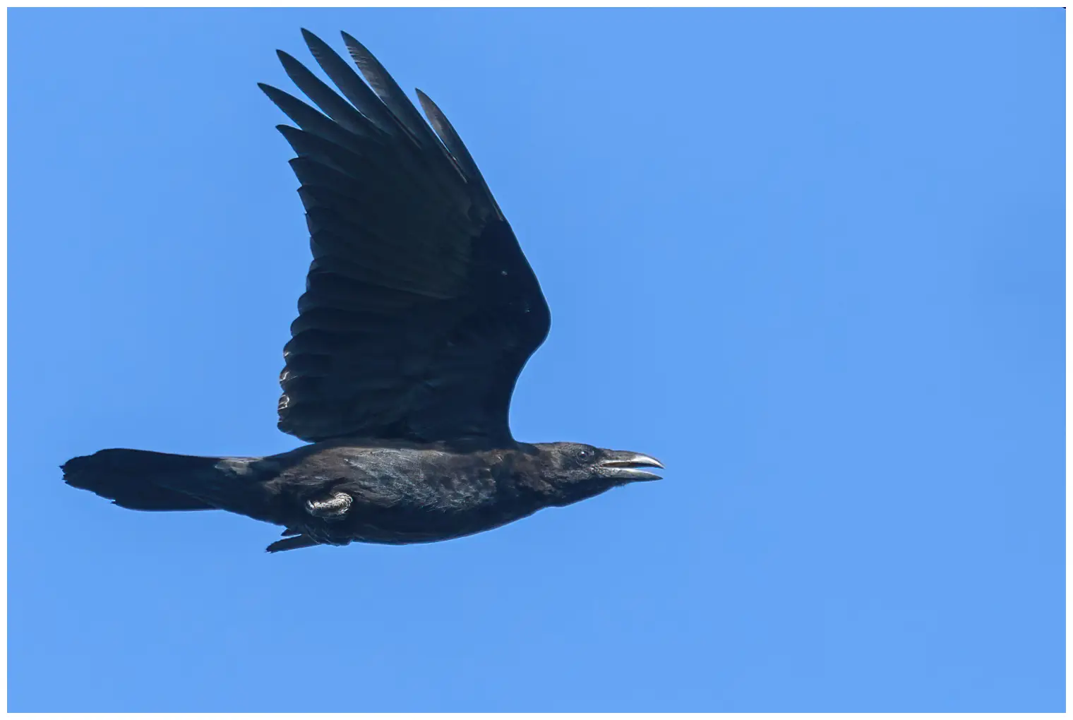 Common raven