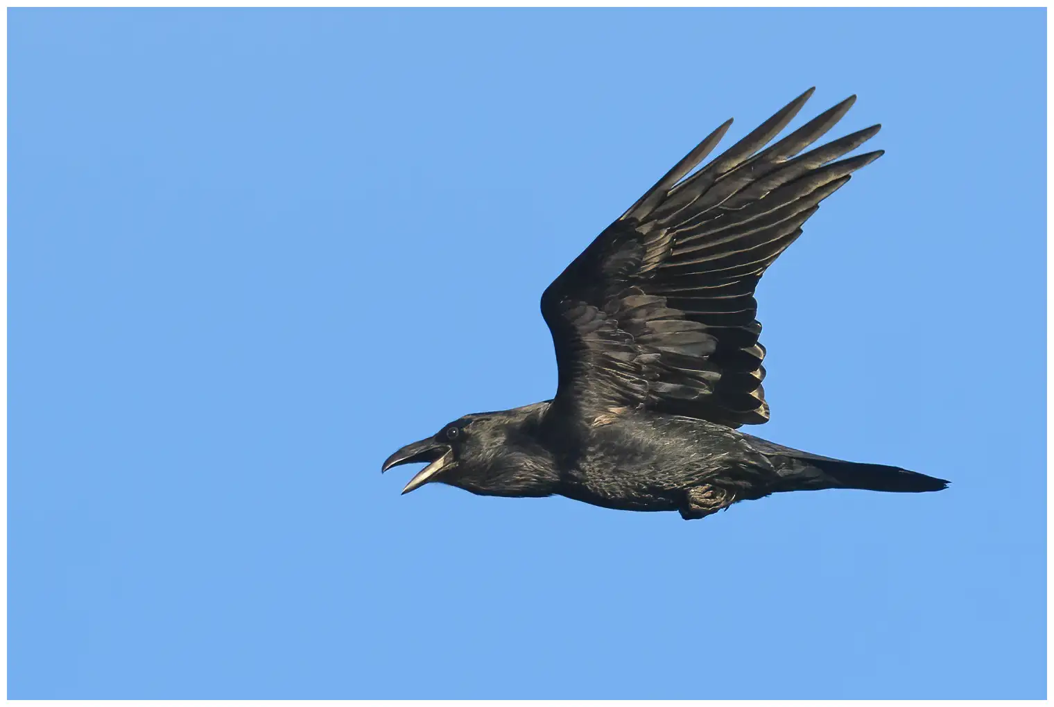 Common raven