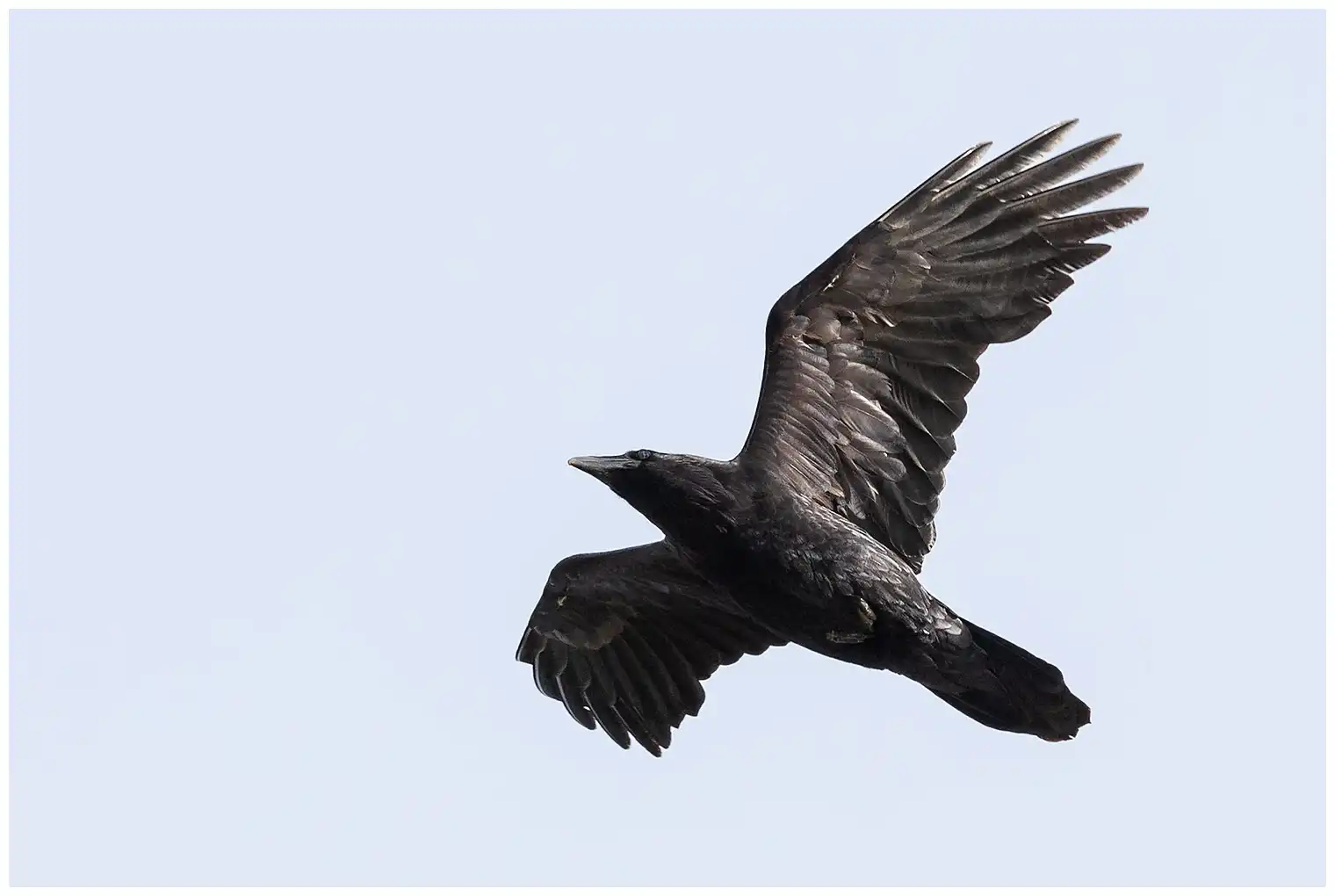 Common raven