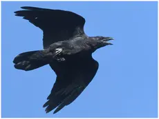 Common raven