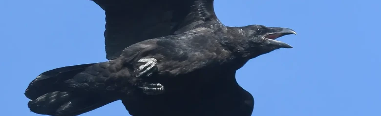 Common raven. Seen here flying against a blue sky background. Large bird with a very strong beak and wedge-shaped tail.