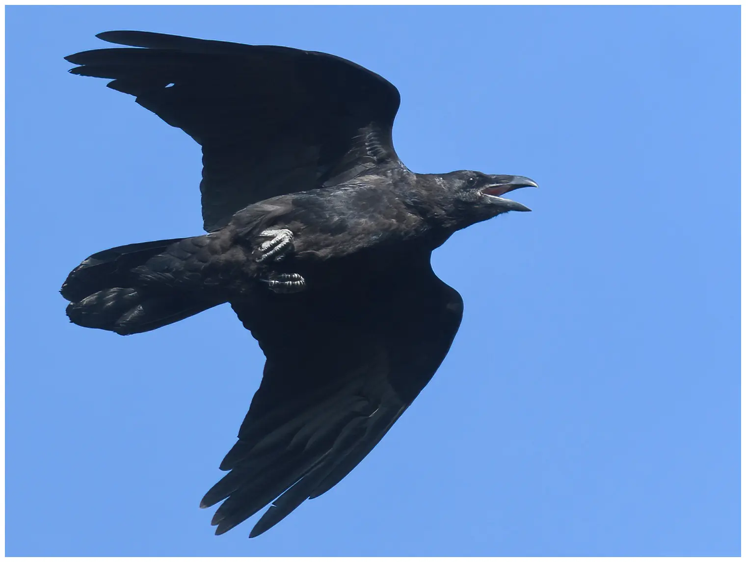 Common raven. Seen here flying against a blue sky background. Large bird with a very strong beak and wedge-shaped tail.