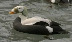 Spectacled eider