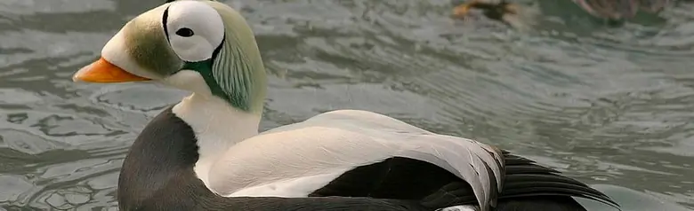 Spectacled eider