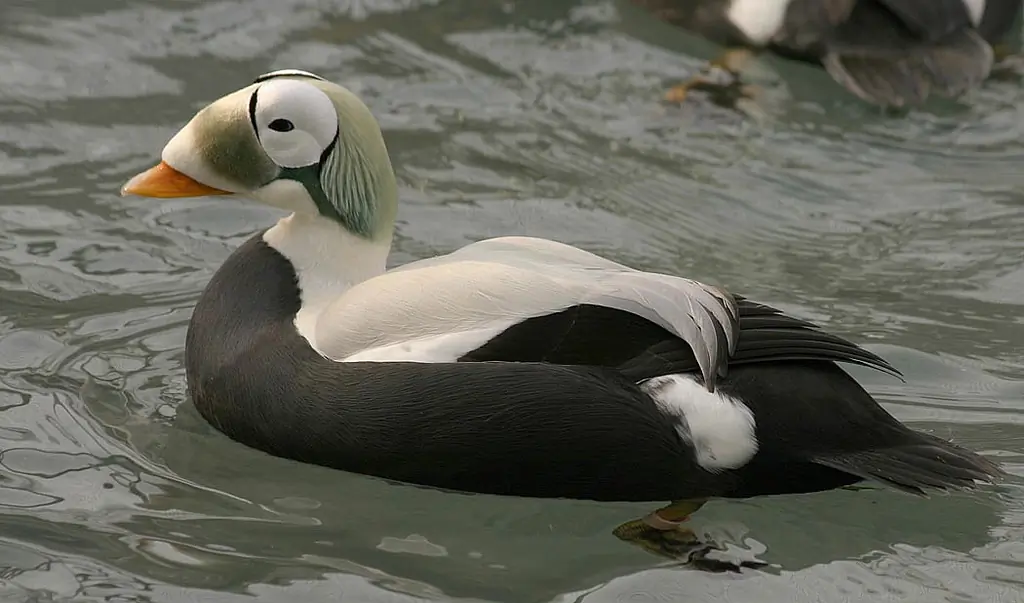 Spectacled eider