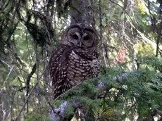 Spotted owl