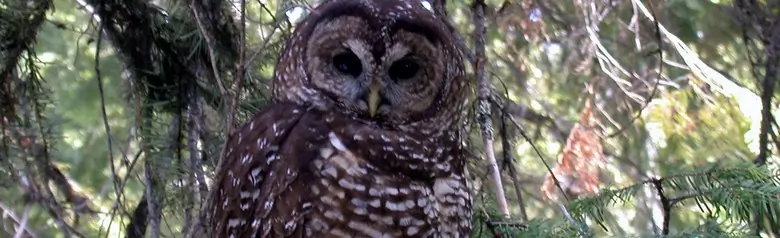 Spotted owl