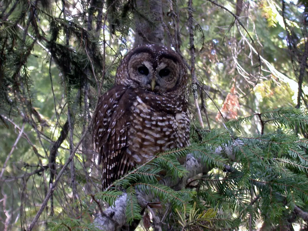 Spotted owl