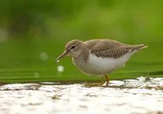 Spotted sandpiper