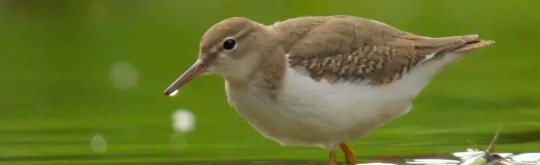 Spotted sandpiper