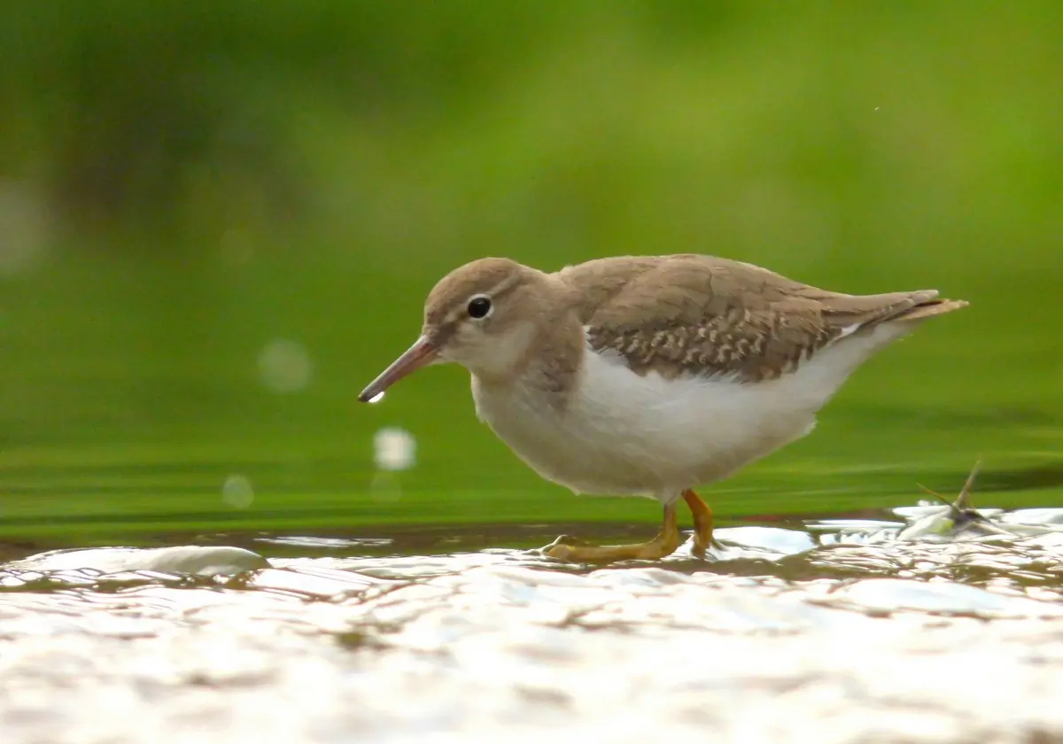 Spotted sandpiper