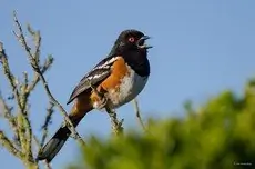 Spotted towhee