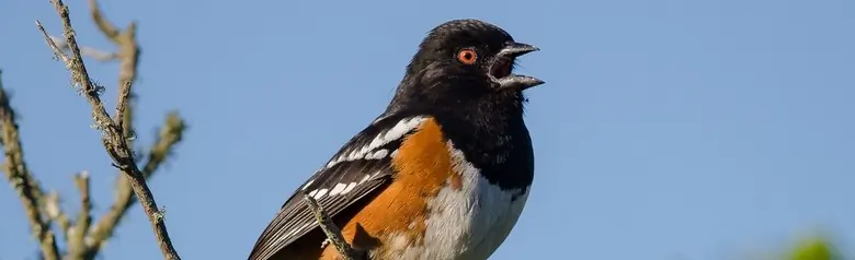 Spotted towhee