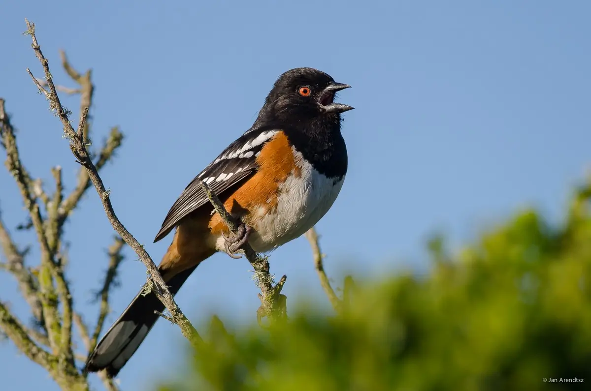 Spotted towhee