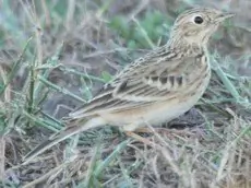 Sprague's pipit