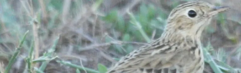 Sprague's pipit