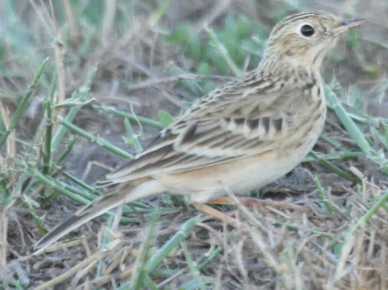 Sprague's pipit