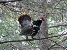 Spruce grouse
