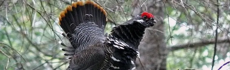 Spruce grouse