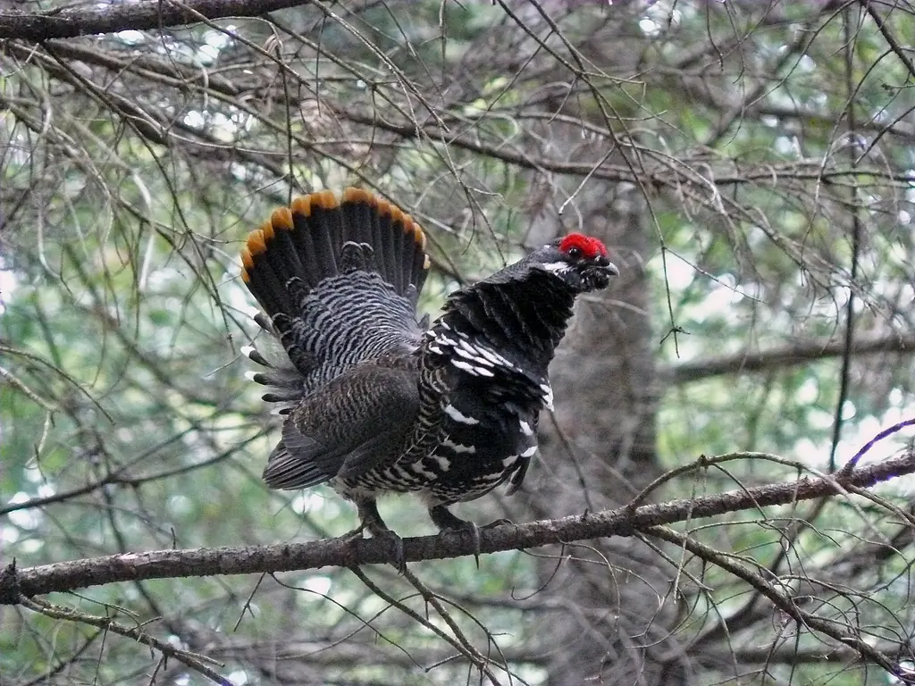 Spruce grouse